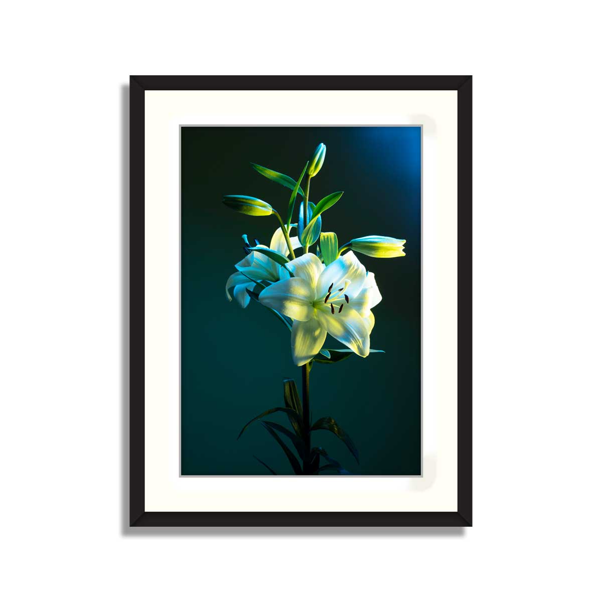 Orchid Flower 01 – Framer
