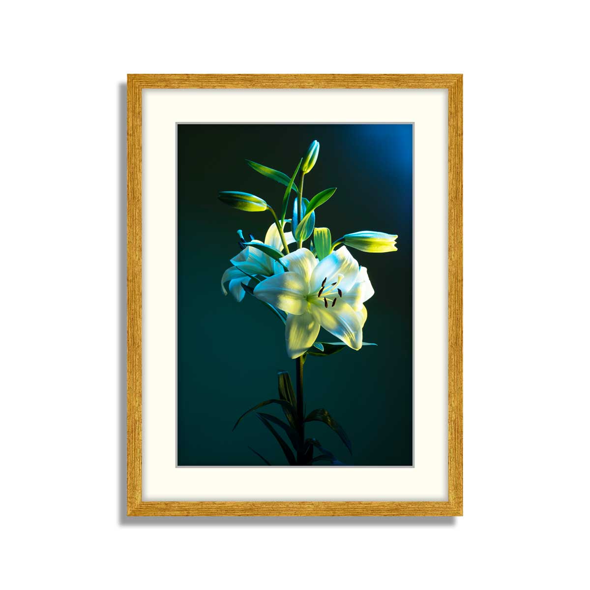 0rchid Frame Orchid Flower 01 – Framer