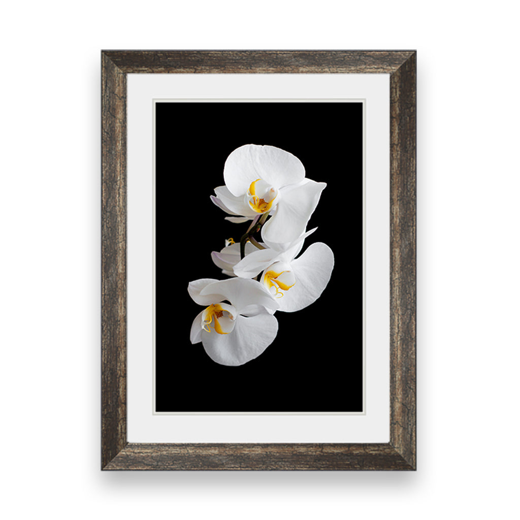 White orchids flowers on a black background – Framer