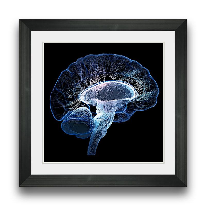 Buy Human Brain Complexity Frame Online | Framer.pk