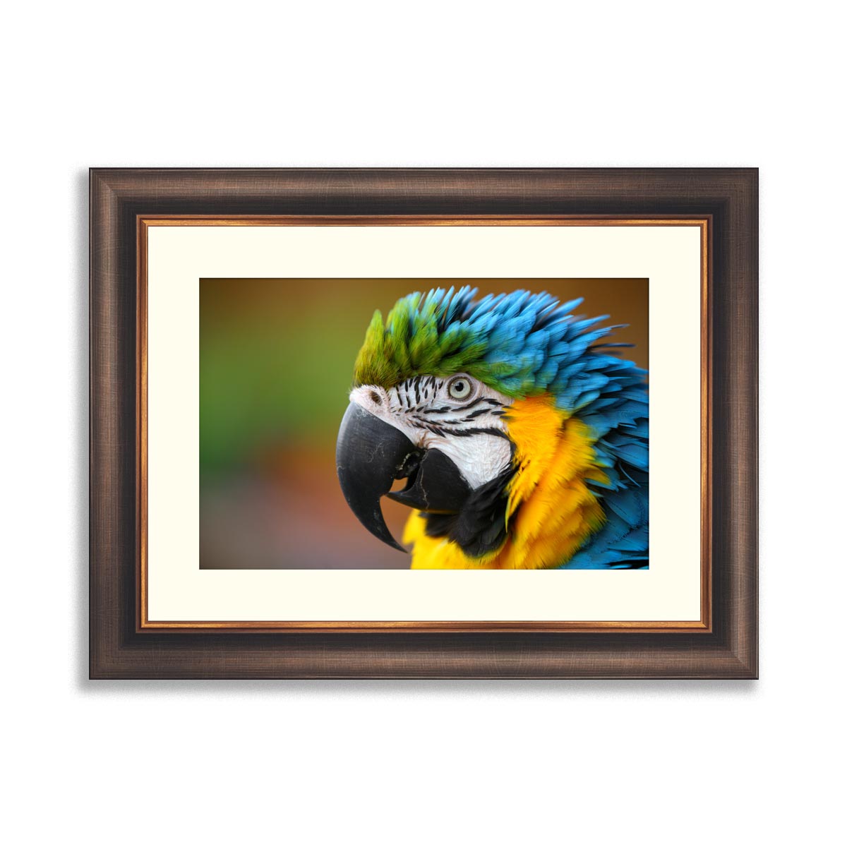 Portrait of parrot – Framer
