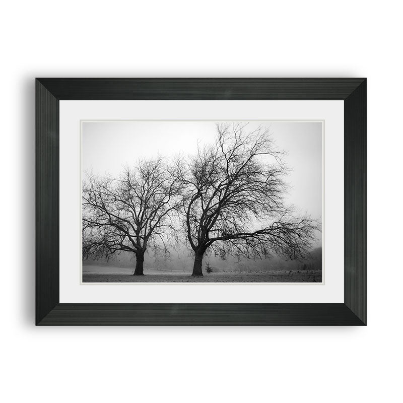 black n white nature – Framer